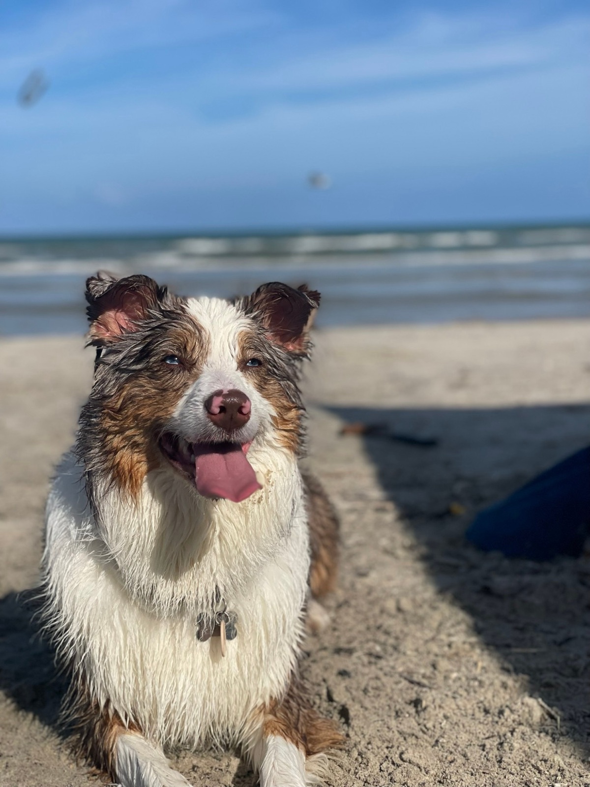 Addie, an Australian shepherd with blue eyes, smiling on a sunny beach